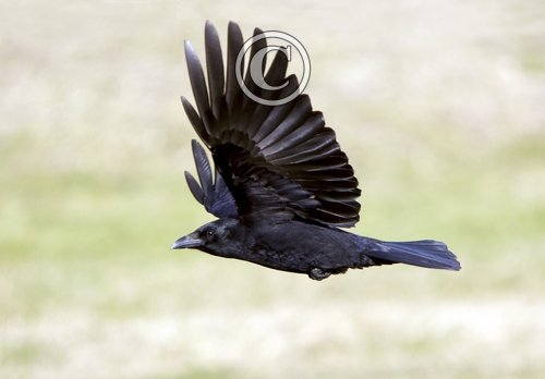 Carrion Crow